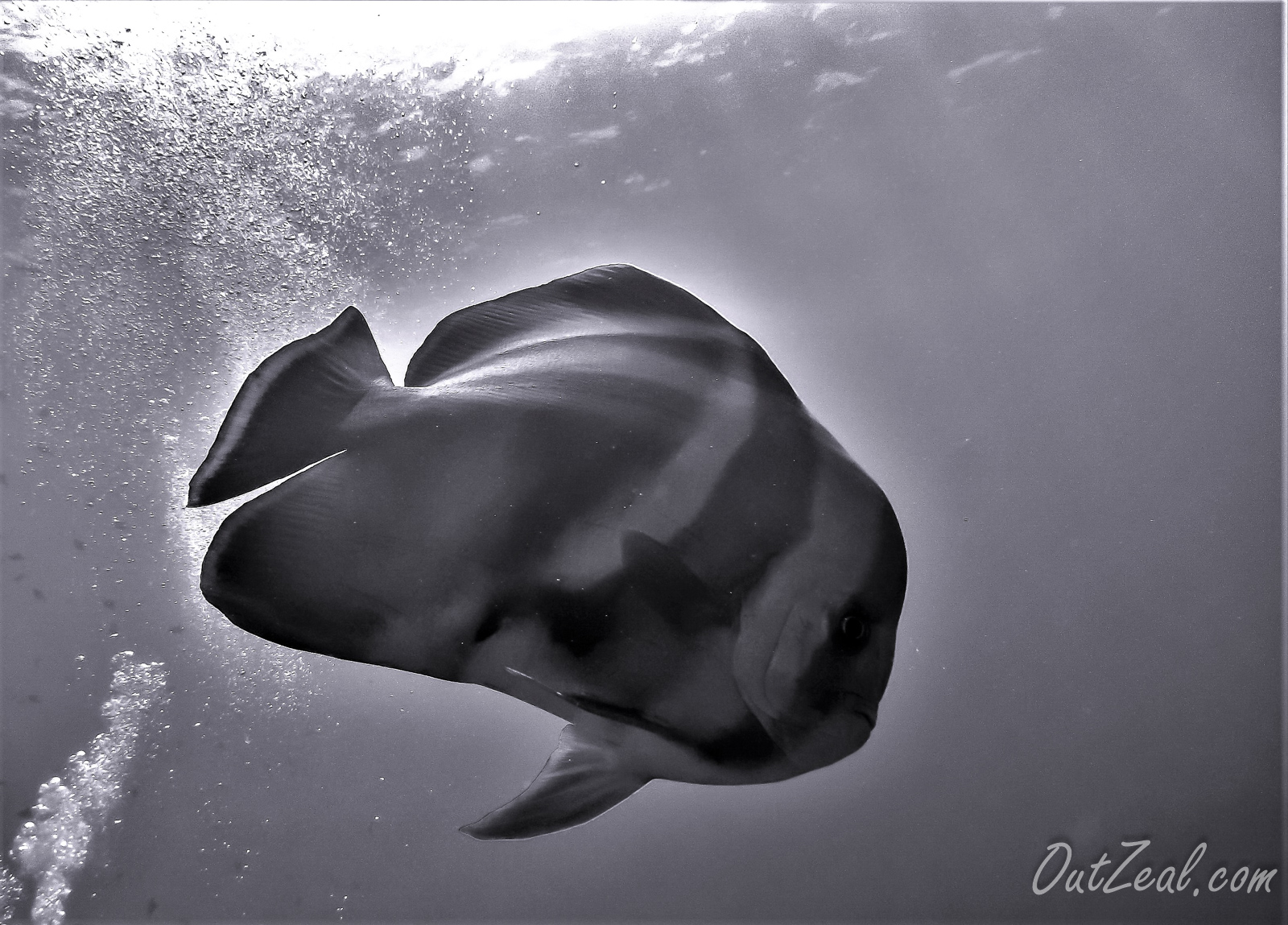 Diving Image