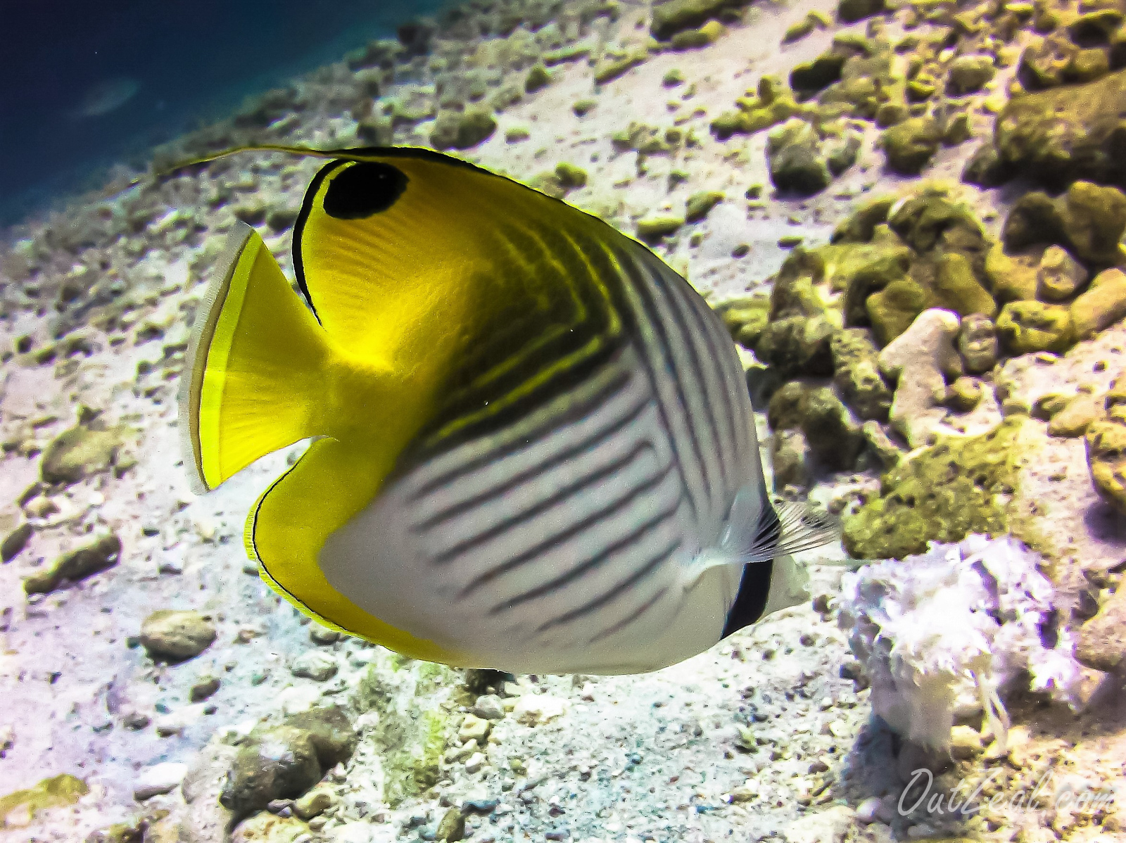 Diving Image