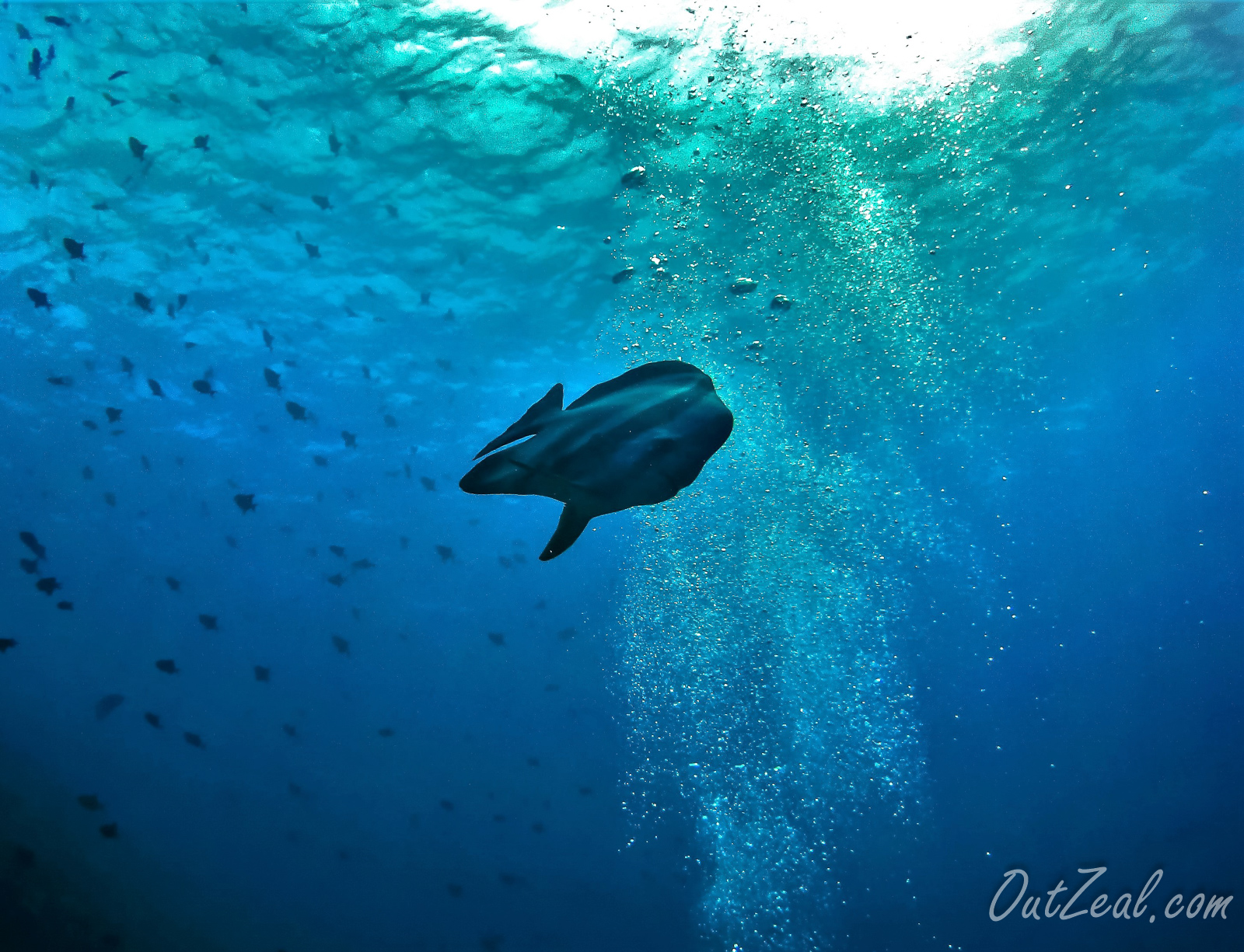 Diving Image