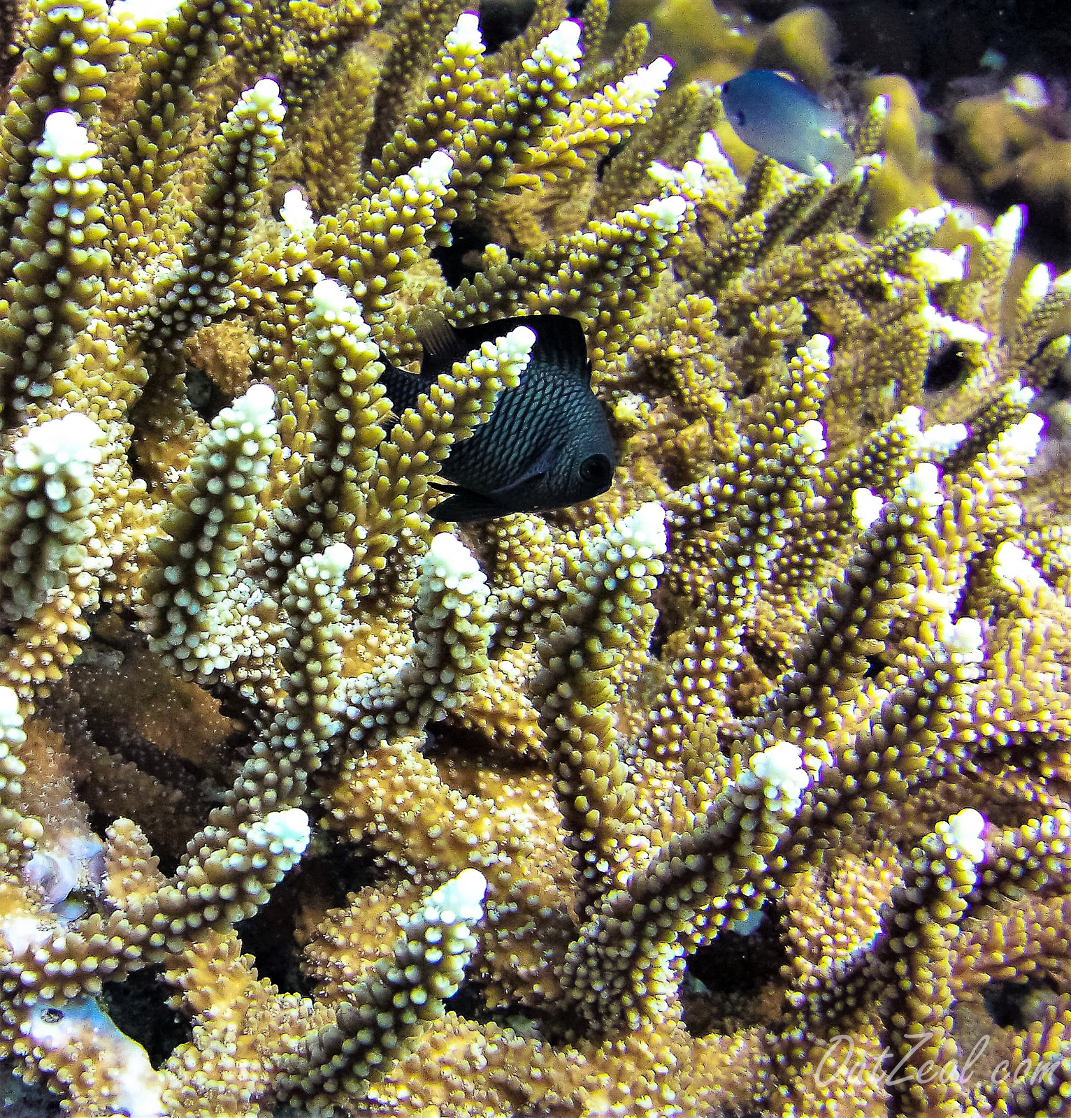 Diving Image