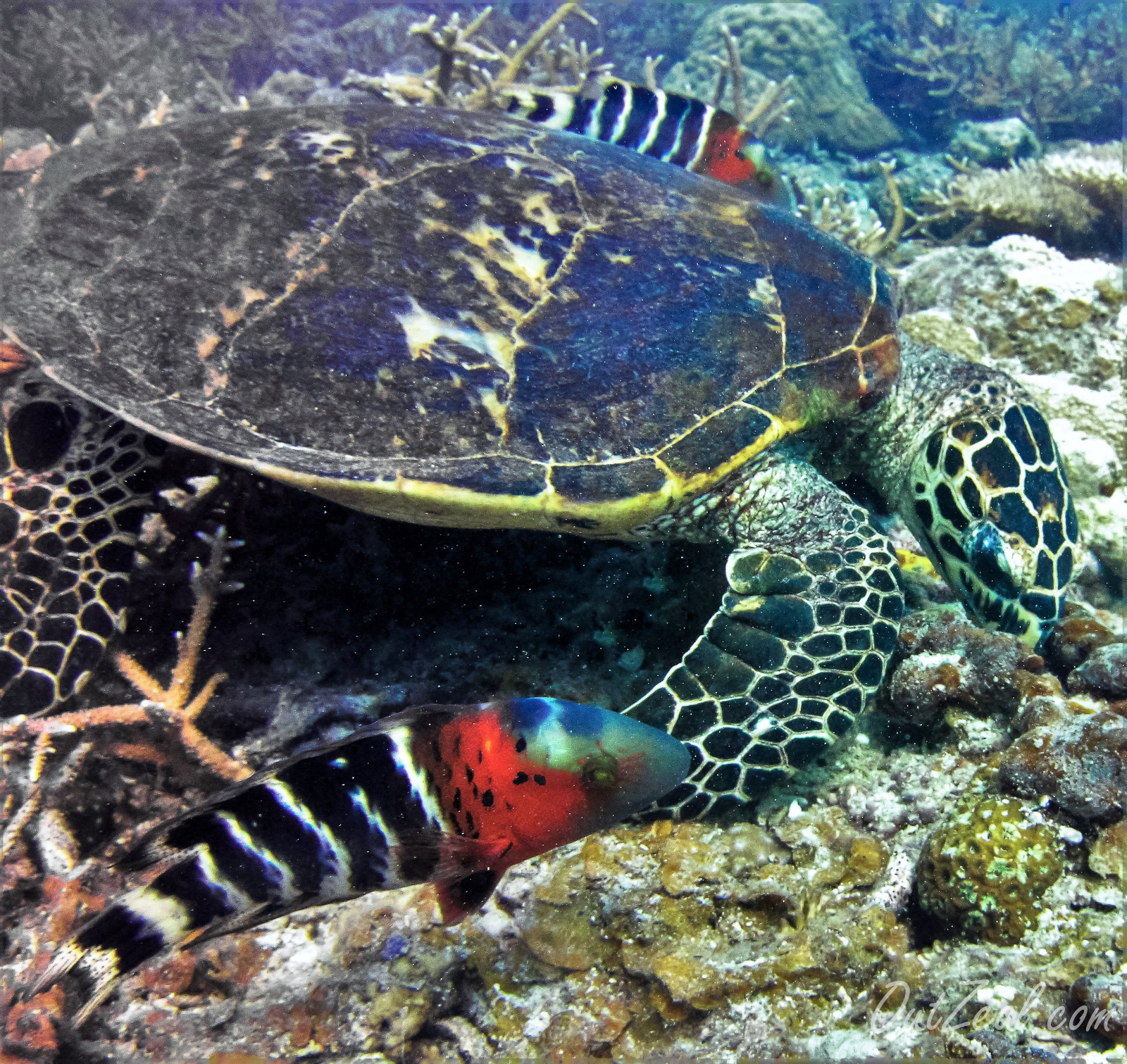 Diving Image