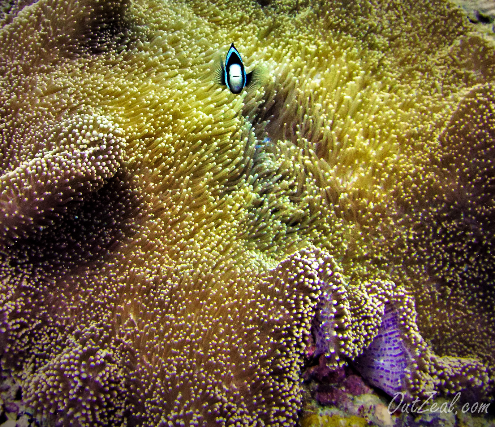 Diving Image