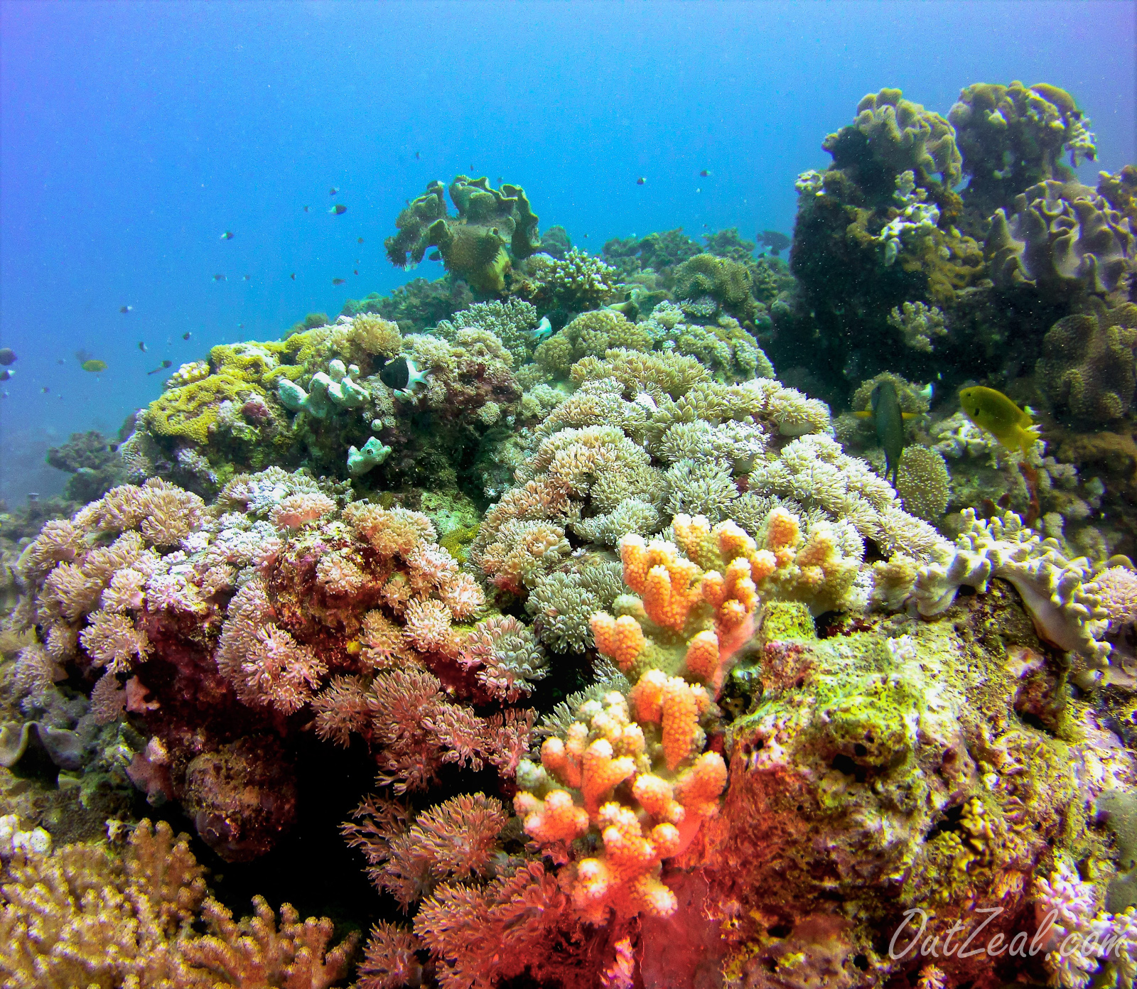 Diving Image