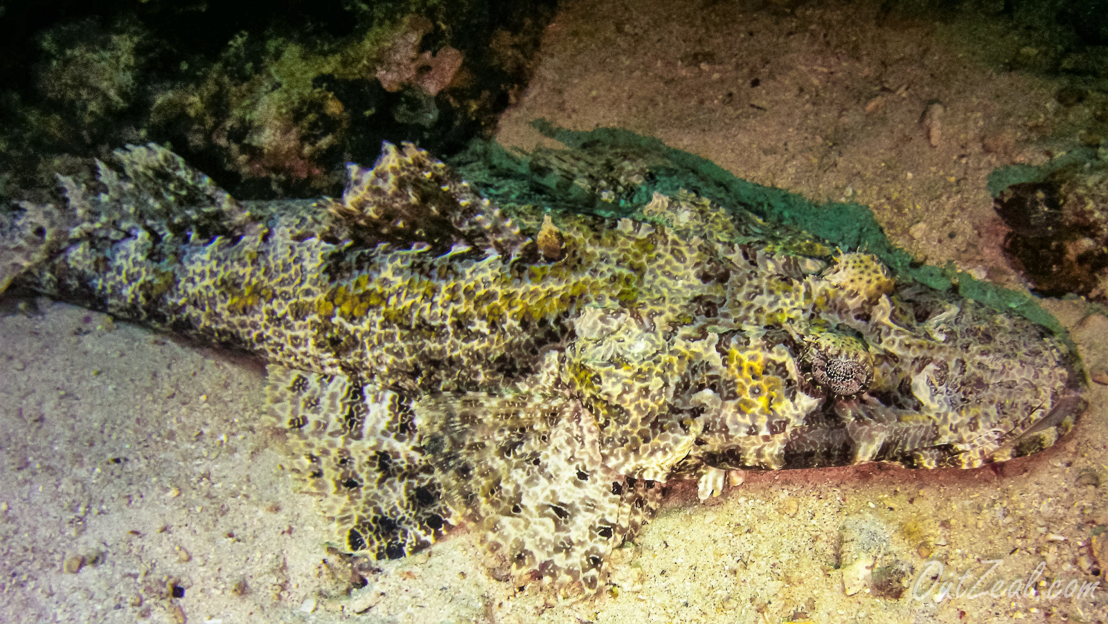 Diving Image