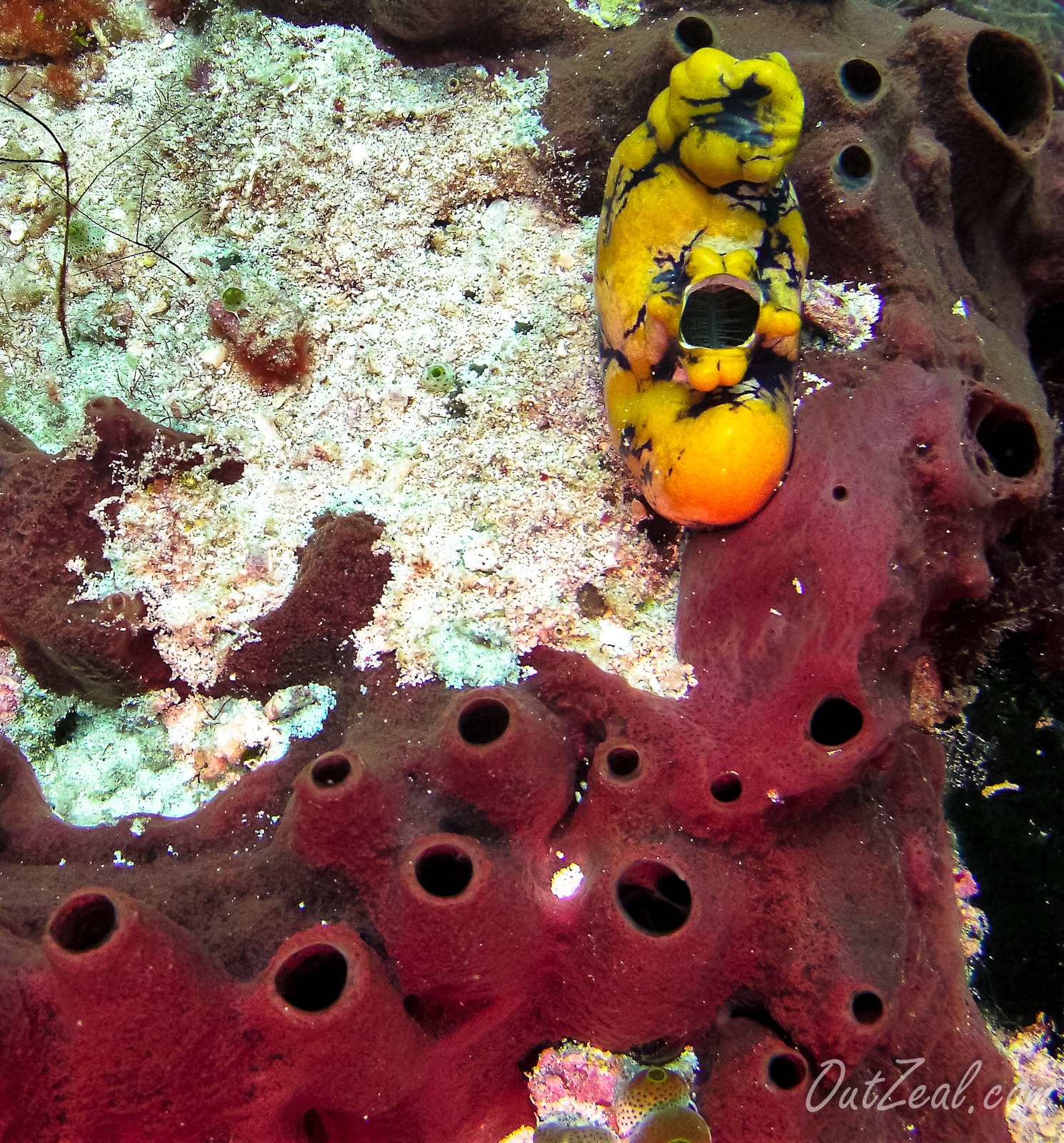 Diving Image