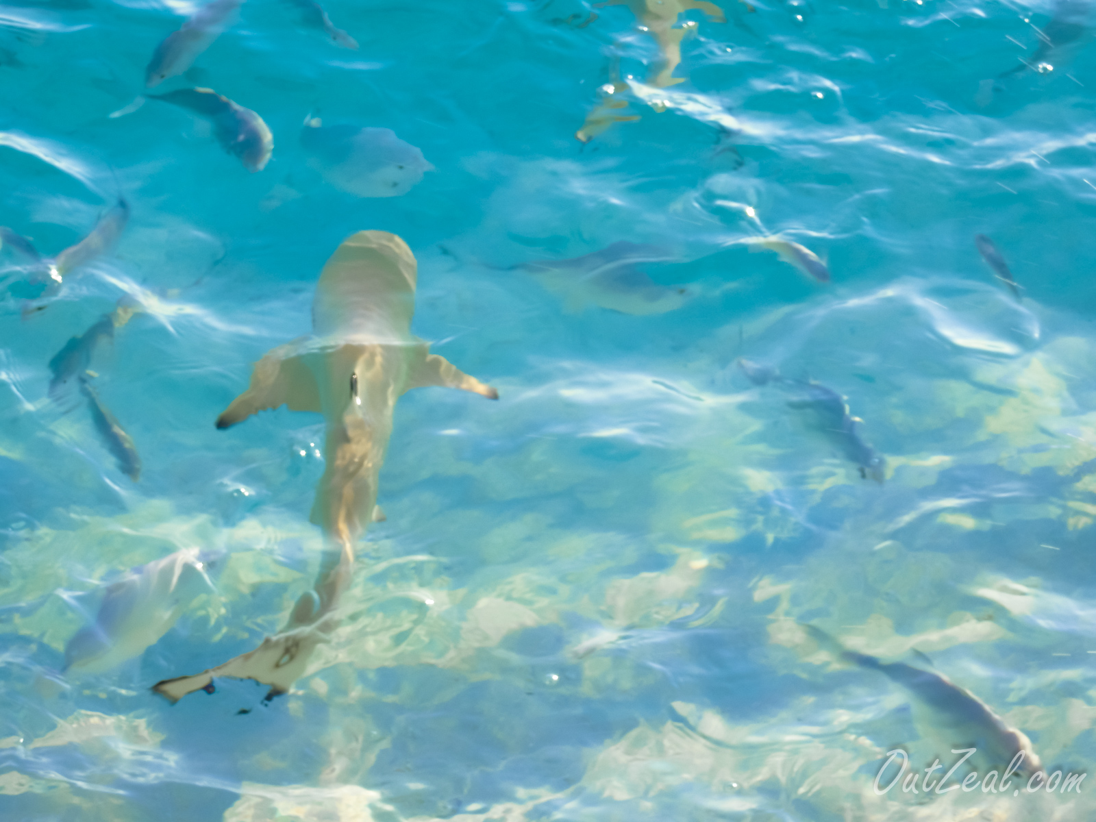 Maldives Image